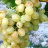 Vita de vie Alba de masa Comoara Pannoniei