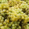 Vita de vie Alba de masa Palatina