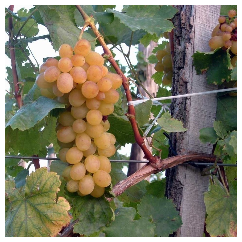 Vita de vie Alba de masa Helikon