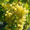 Vita de vie Alba de masa Chasselas Dore