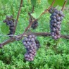 Vita de vie Alba de vin Pinot Gris