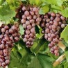 Vita de vie Alba de vin Aromata de Cserszeg