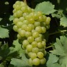 Vita de vie Alba de vin Muscat Ottonel