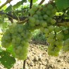 Vita de vie Alba de vin Muscat Ottonel