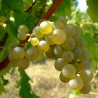 Vita de vie Alba de vin Sauvignon Blanc