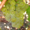 Vita de vie Alba de vin Sauvignon Blanc