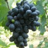 Vita de vie Neagra de masa Prima