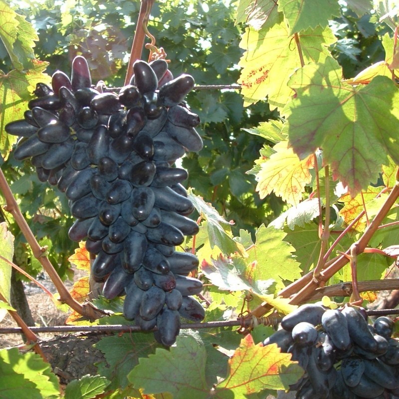 Vita de vie Neagra de masa Suvenir