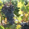 Vita de vie Neagra de masa Suvenir