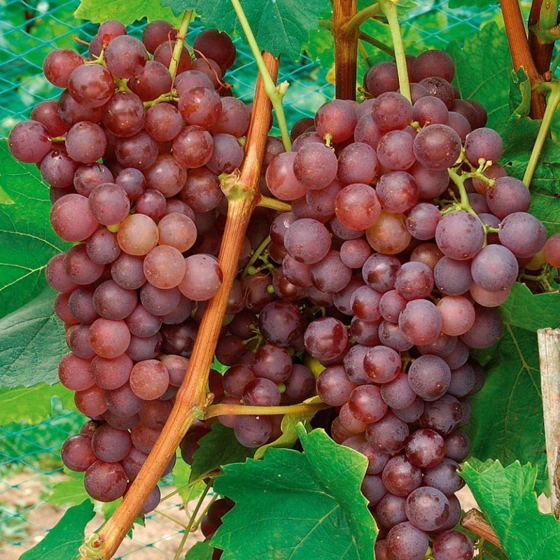 Vita de vie Rosie de masa Chasselas Rose