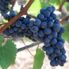 Vita de vie Rosie de vin Pinot Noir