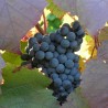 Vita de vie Rosie de vin Pinot Noir