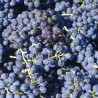 Vita de vie Rosie de vin Merlot