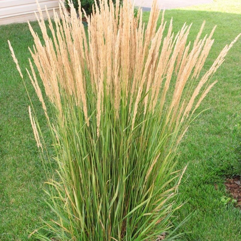 Stuf Calamagrostis acutiformis Karl Foerster