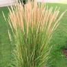 Stuf Calamagrostis acutiformis Karl Foerster