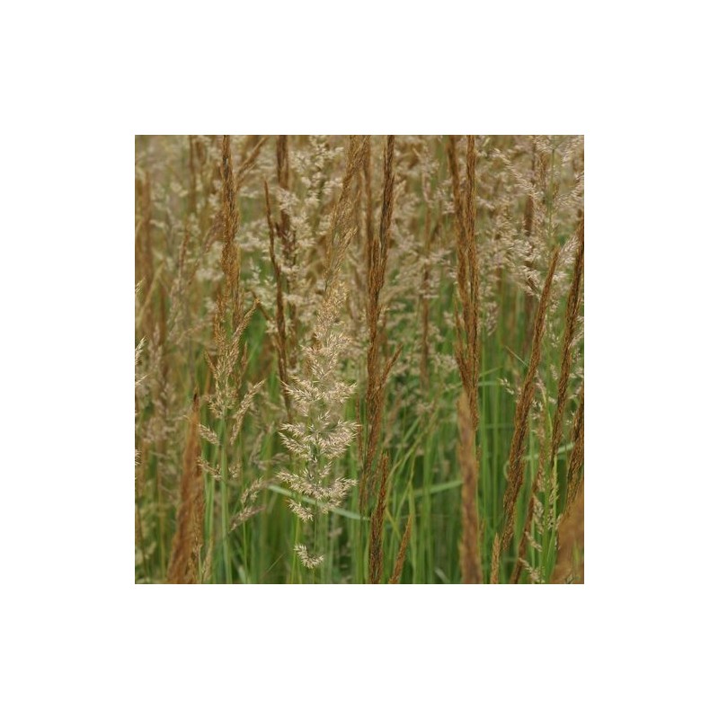 Stuf Calamagrostis acutiformis Karl Foerster