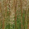 Stuf Calamagrostis acutiformis Karl Foerster