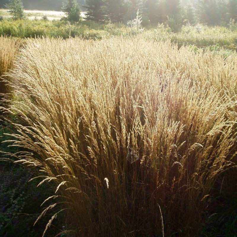 Tarsa Mare Deschampsia cespitosa Goldtau