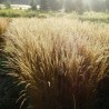 Tarsa Mare Deschampsia cespitosa Goldtau