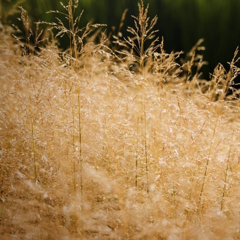 Tarsa Mare Deschampsia cespitosa Goldtau