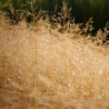 Tarsa Mare Deschampsia cespitosa Goldtau