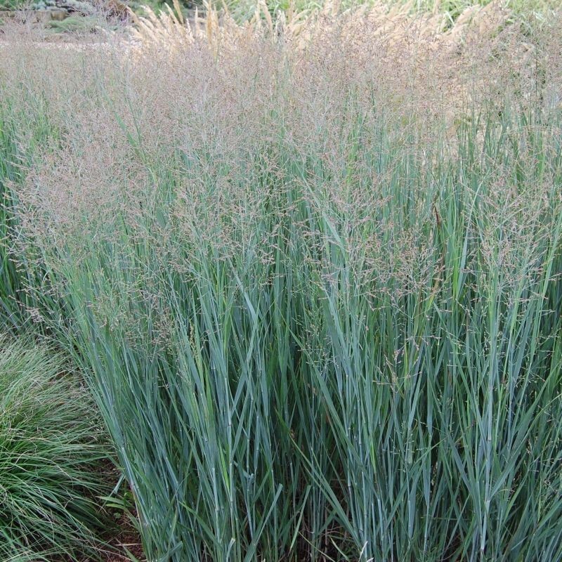 Iarba Panicum virgatum Heavy Metal