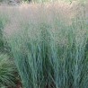 Iarba Panicum virgatum Heavy Metal