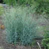 Iarba Panicum virgatum Heavy Metal