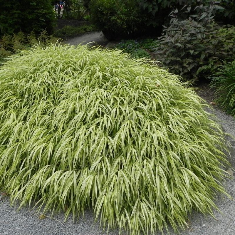 Iarba japoneza Aureola