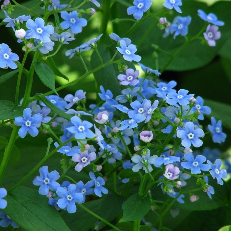 Brunnera macrophylla