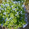 Brunnera macrophylla