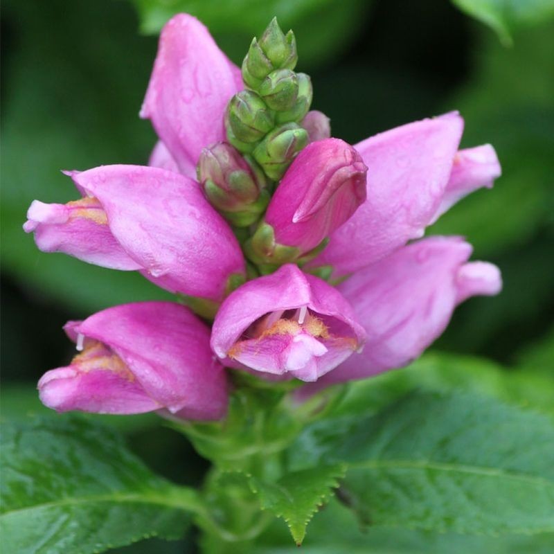 Chelone obliqua