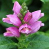 Chelone obliqua