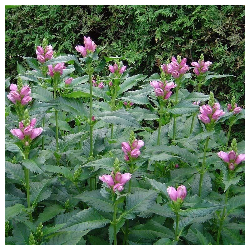 Chelone obliqua