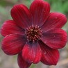 Floare de Ciocolata