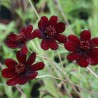 Floare de Ciocolata