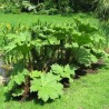 Gunnera manicata