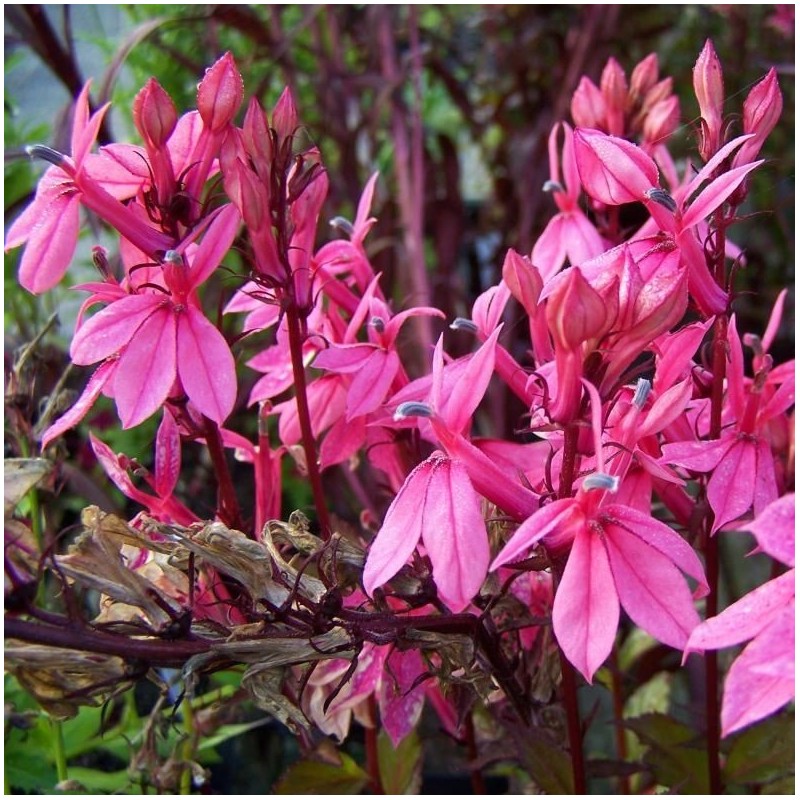 Lobelia speciosa Russian Princess