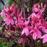 Lobelia speciosa Russian Princess