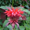 Monarda Cambridge Scarlet