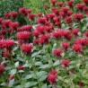 Monarda Cambridge Scarlet