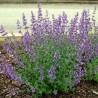 Menta Pisicii Nepeta faassenii