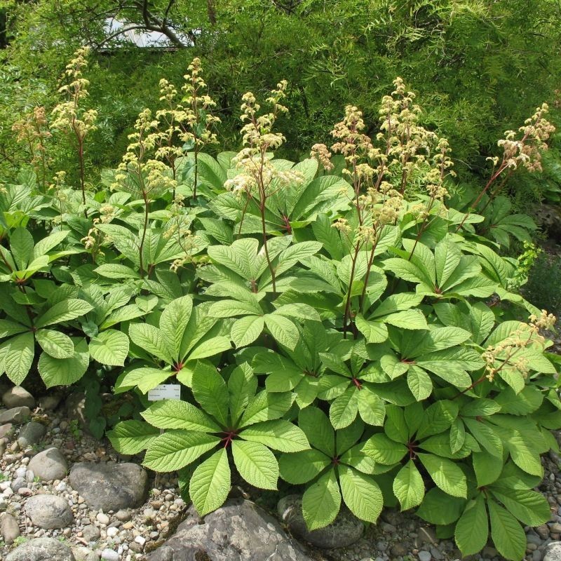 Rodgersia pinnata
