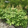 Rodgersia pinnata