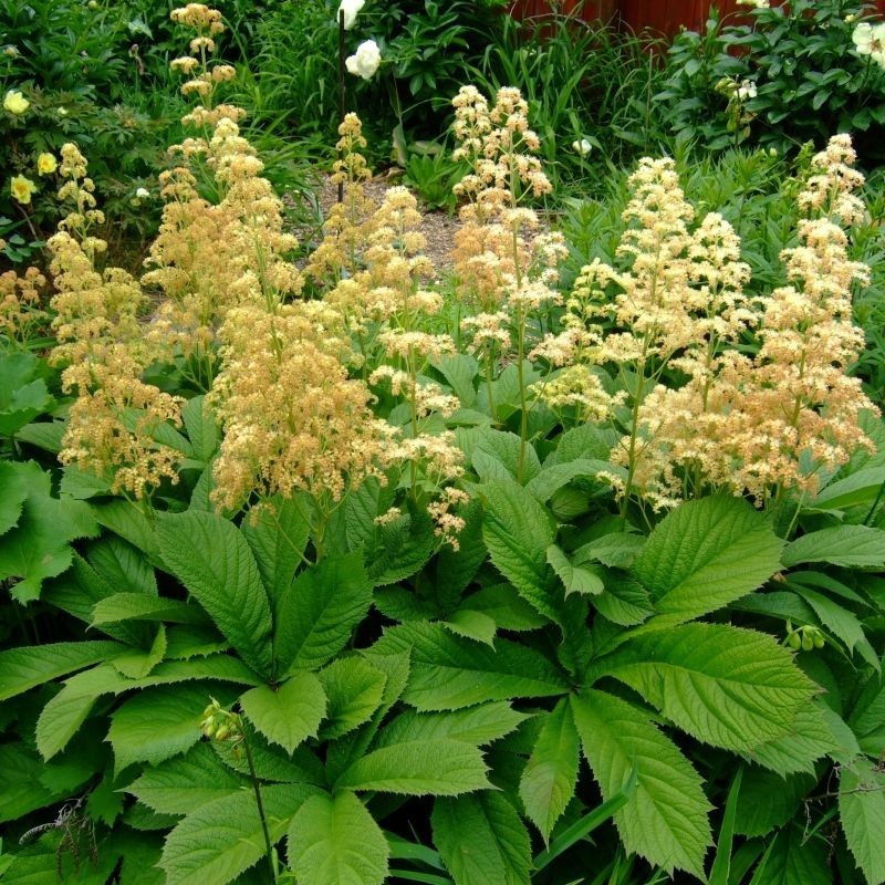 Rodgersia pinnata