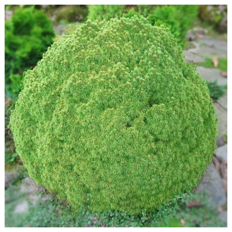 Molid Globular Alberta Globe