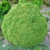 Molid Globular Alberta Globe