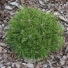 Pin densiflora Jane Kluis