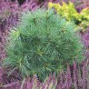Pin neted Radiata Pin neted Radiata