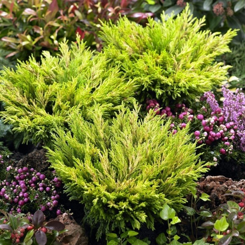 Ienupar orizontal Limeglow